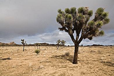 怪物狩猎动作RPG《Fera: 破碎部落》追加PS5和Xbox Series版