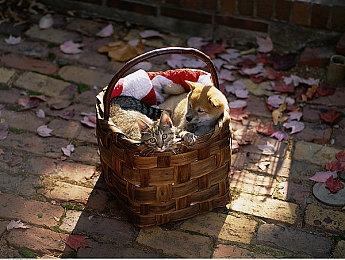 类魂《堕落之主2》全新PV公开 26年正式上线！